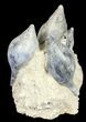 Giant Fossil Gastropod Cluster - France #38964-4